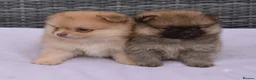 Pomeranian dogs for sale: Pomeranian puppy female  - Advert 14