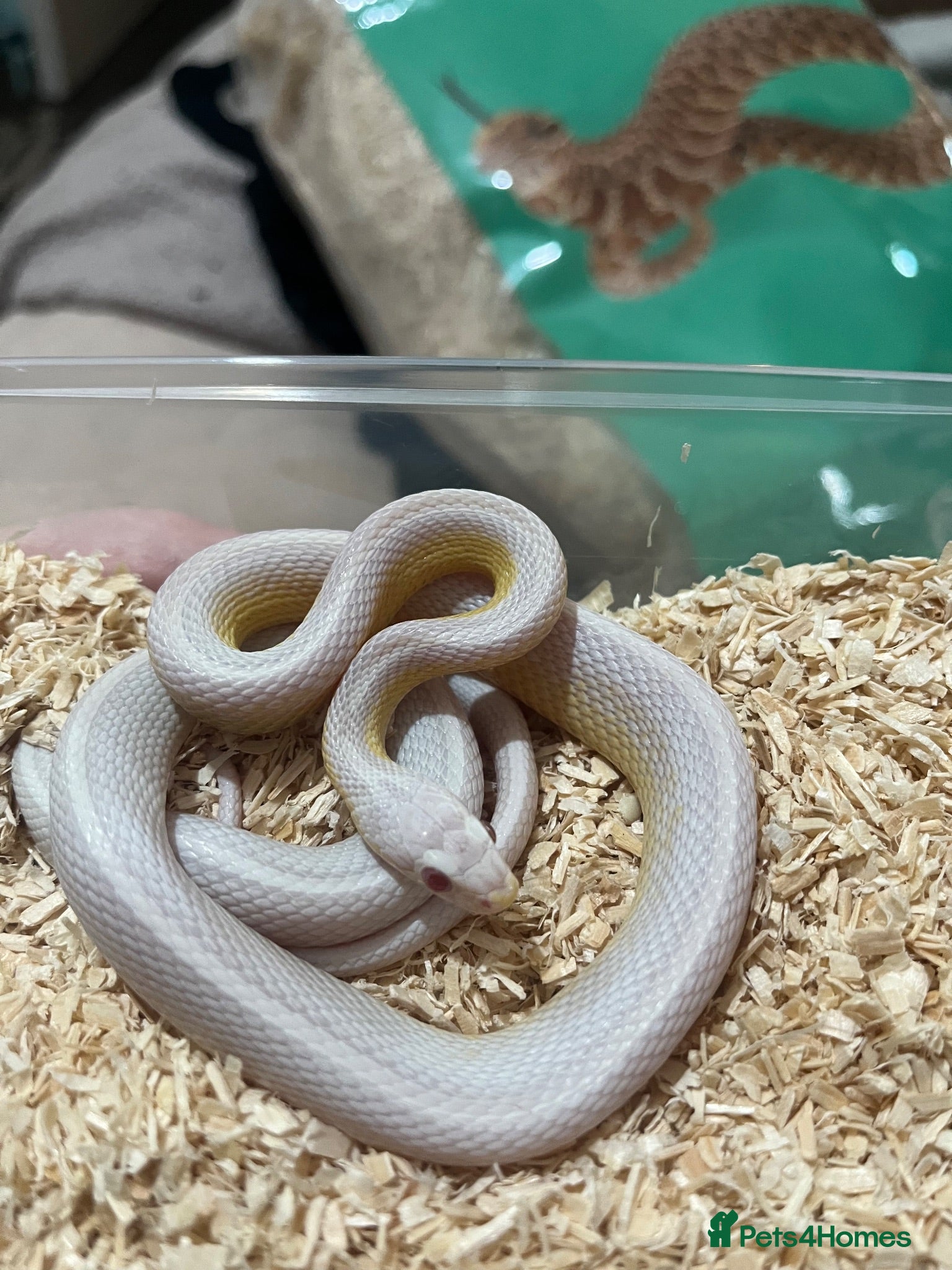 Corn Snake reptiles Male Snow Stripe 66% Het Lavender  - Advert 2