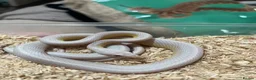 Corn Snake reptiles for sale: Male Snow Stripe 66% Het Lavender  - Advert 2