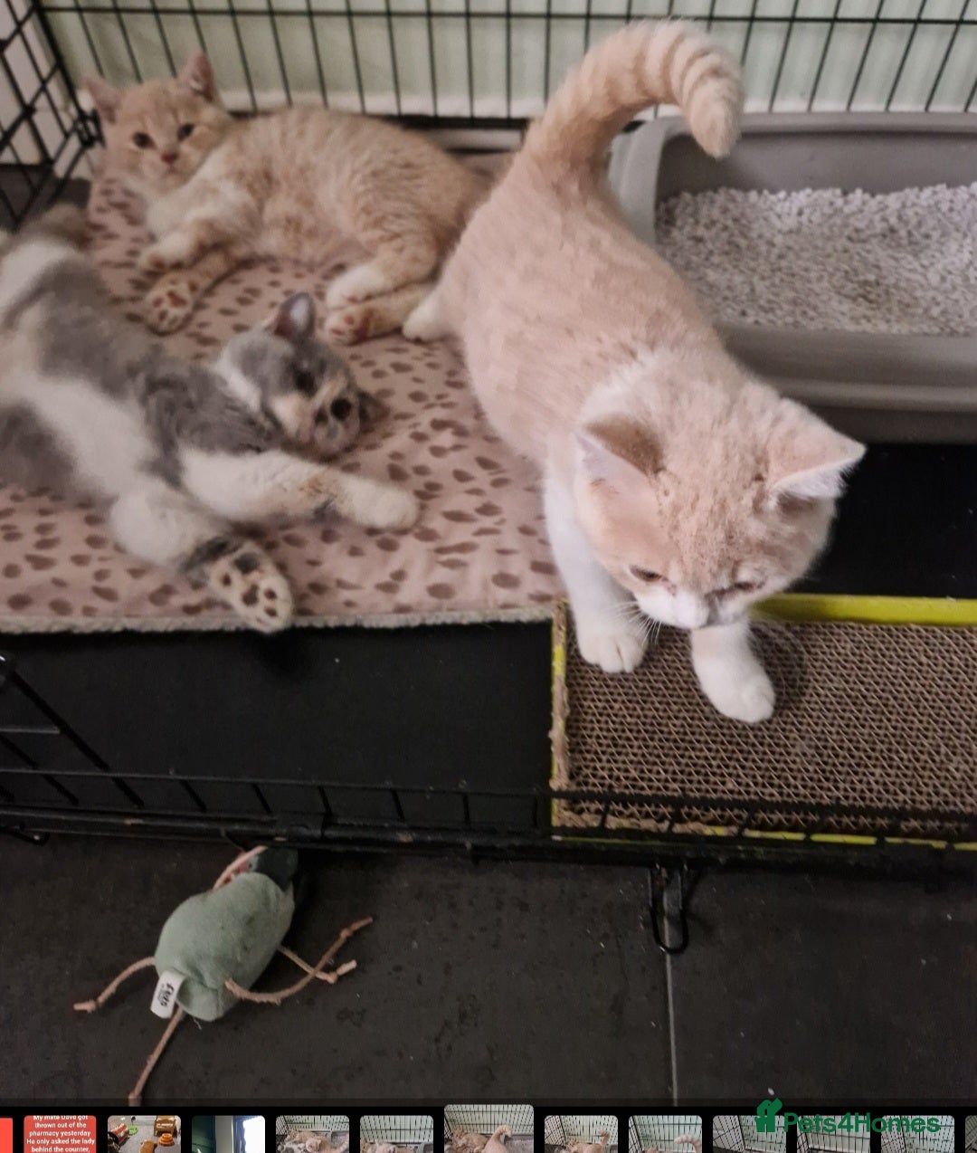 British Shorthair cats for sale: TWO BRITISH SHORTHAIR GCCF registered kittens - Image 8