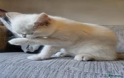 British Shorthair cats for sale: CUTE BRITISH SHORT HAIR LOOKING FOR FOREVER HOME - Image 11