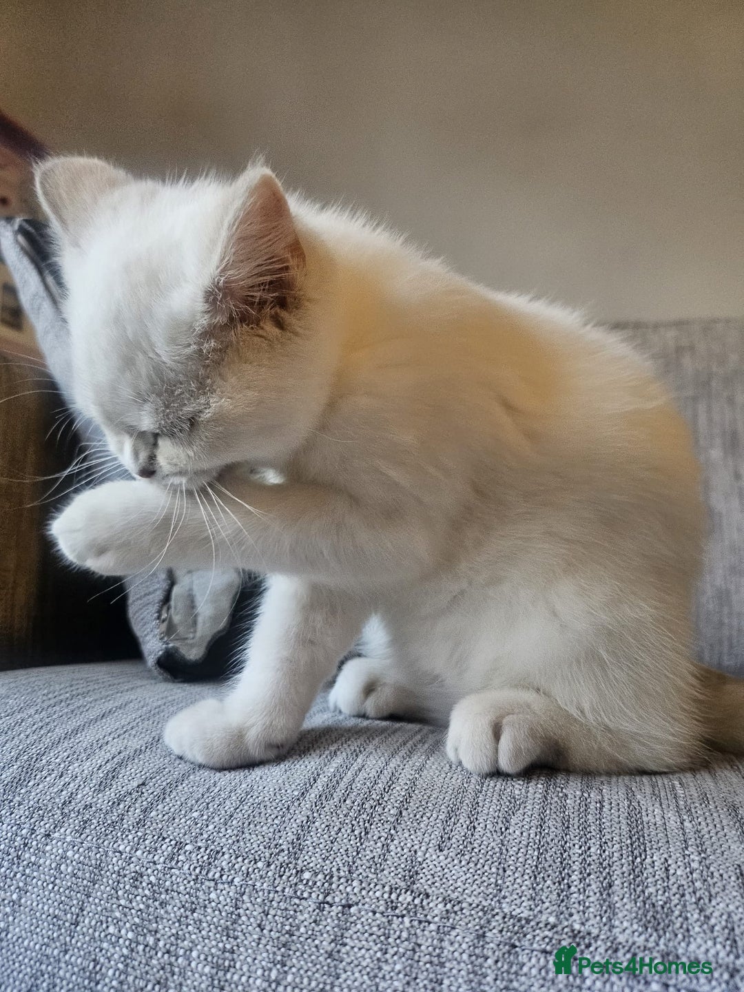 British Shorthair cats for sale: CUTE BRITISH SHORT HAIR LOOKING FOR FOREVER HOME - Image 11