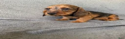 Miniature Dachshund dogs for sale: Beautiful wire miniature dachshund puppies 4 sale - Advert 32
