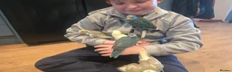 Parakeets birds for sale: Kakariki babies  - Advert 4