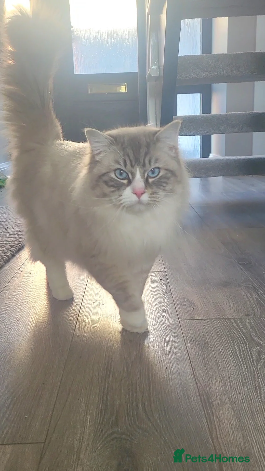 Ragdoll cats for stud: Large GCCF (active) ragdoll, 'stud only'!!!   - Advert 1