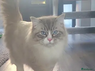 Ragdoll cats Large GCCF (active) ragdoll, 'stud only'!!! - Advert 1