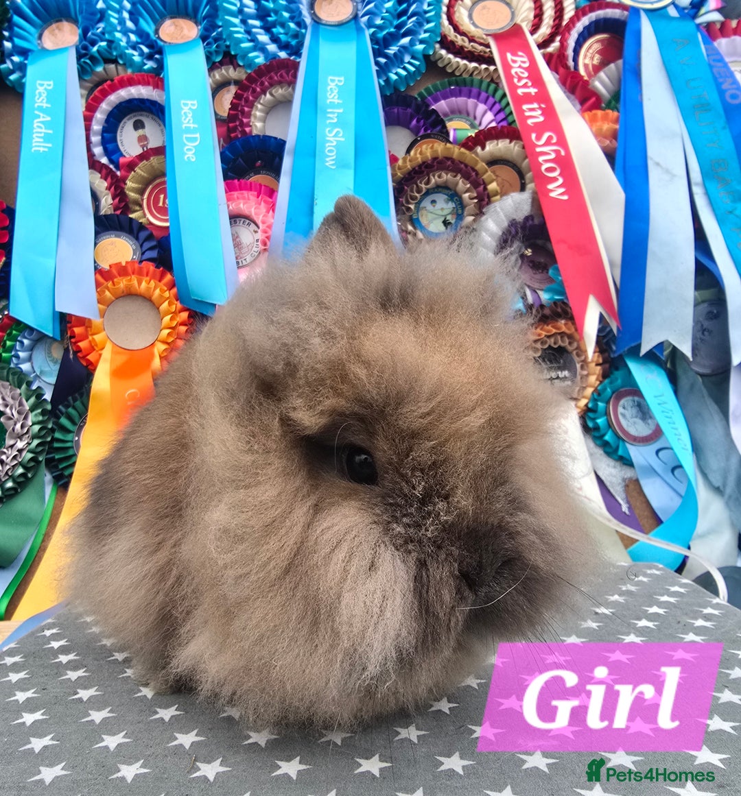 Lionhead rabbits for sale: Gorgeous Purebred Lionheads available  - Advert 8
