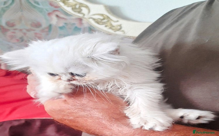 Persian cats - Advert 3