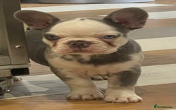 French Bulldog dogs for sale: fully vac Husky Panda Koi Frenchie=last 2ready now - Advert 2
