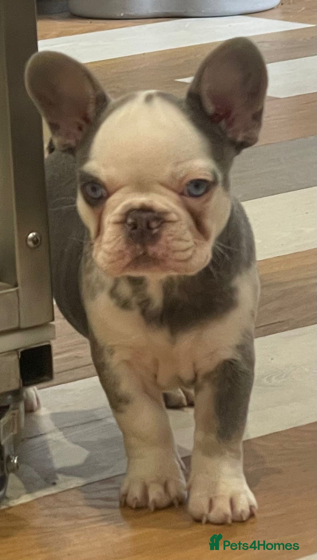French Bulldog dogs for sale: fully vac Husky Panda Koi Frenchie=last 2ready now - Advert 2