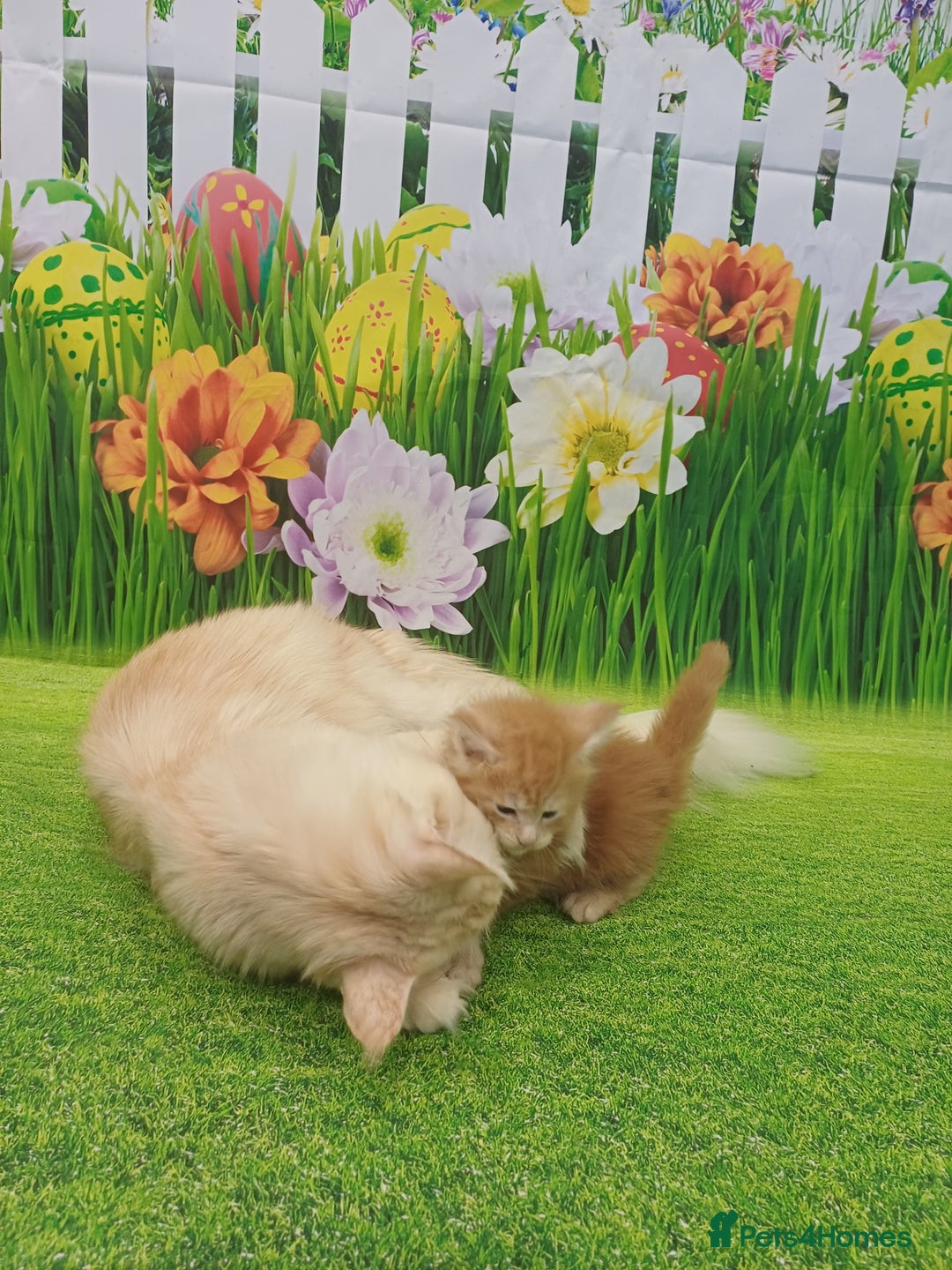 Maine Coon cats for sale: Maine Coon Kittens  - Advert 9