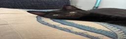 Mixed Breed cats for sale: Black kitten  - Advert 5