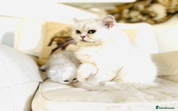 Persian cats for sale: Persian Chinchilla silver shadow 🎀🧢 - Image 9