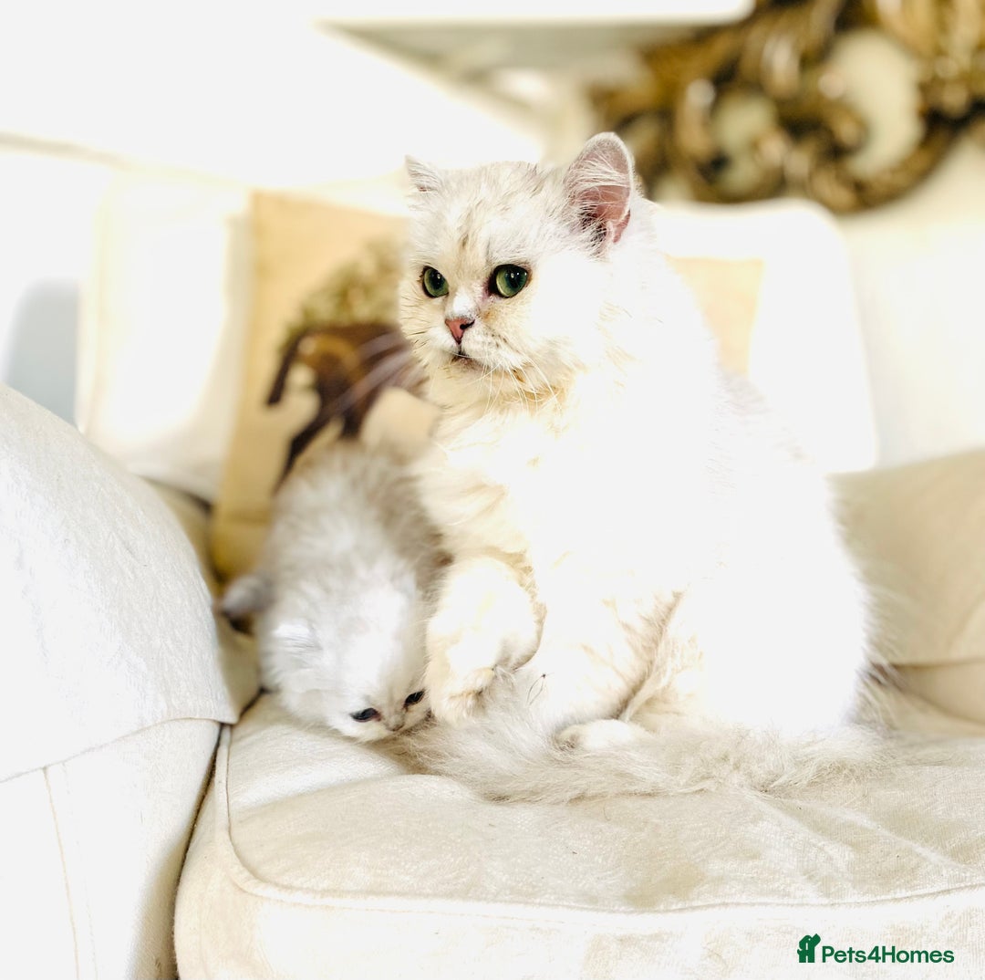 Persian cats for sale: Persian Chinchilla silver shadow 🎀🧢 - Image 9