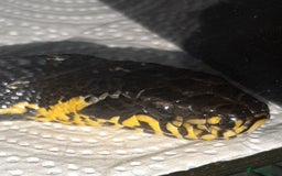Rat Snake reptiles for sale: Russian ratsnake 100% het axanthic  - Image 1