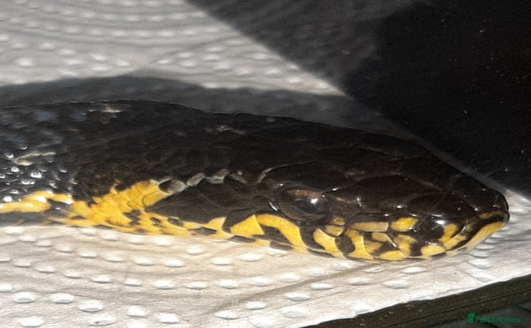 Rat Snake reptiles - Advert 2