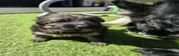 German Shepherd dogs for sale: This is a presale post for now  - Advert 8