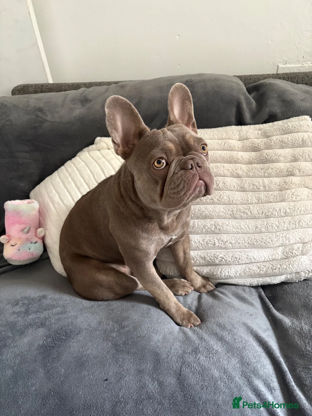 French Bulldog dogs for sale: FEMALE FRENCH BULLDOG  - Advert 1