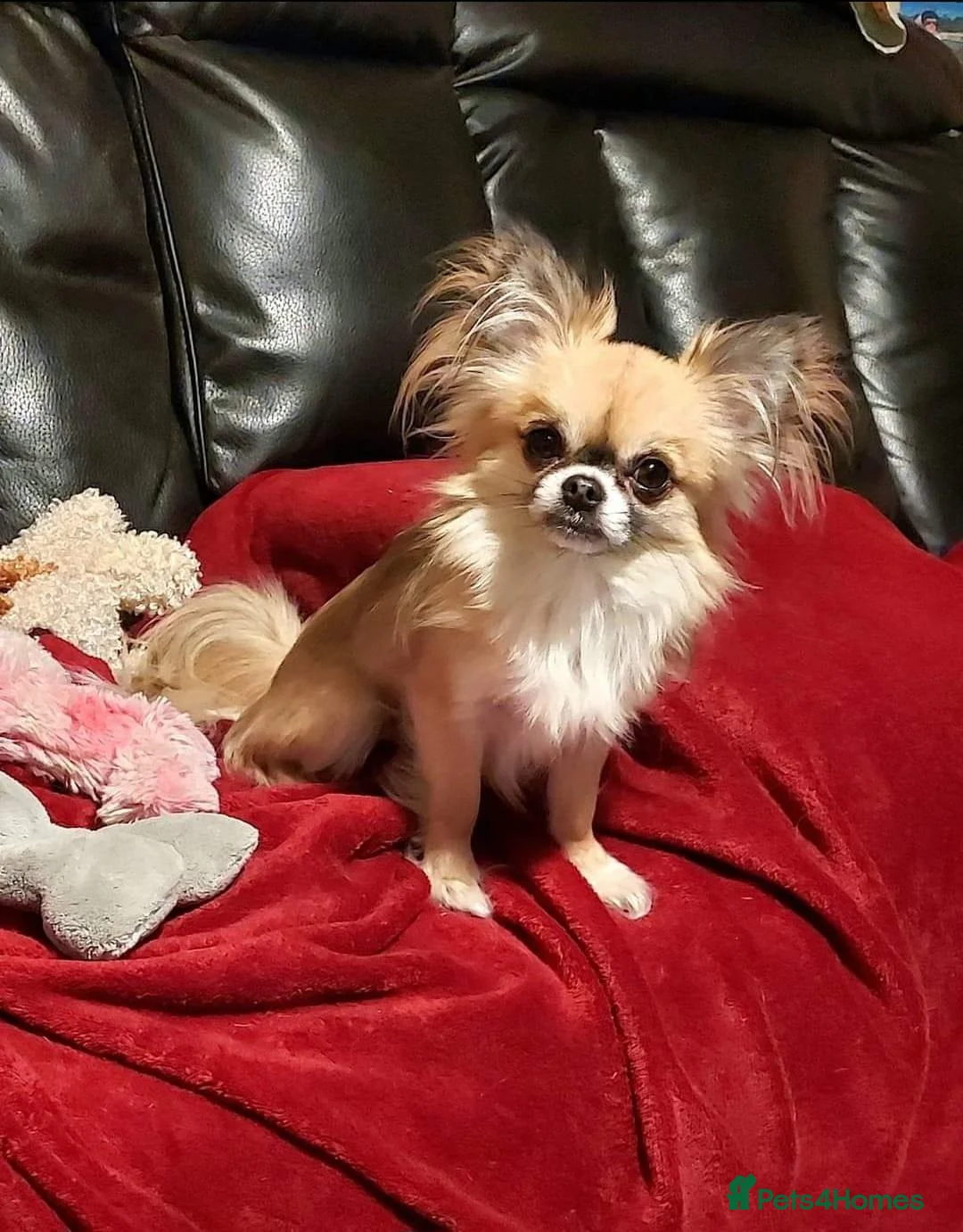 Chihuahua dogs for sale: Beautiful Long-Haired Chihuahua Puppies in Southport - Advert 2