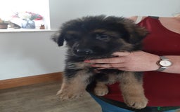 German Shepherd dogs for sale: German shepherd pups - Image 10
