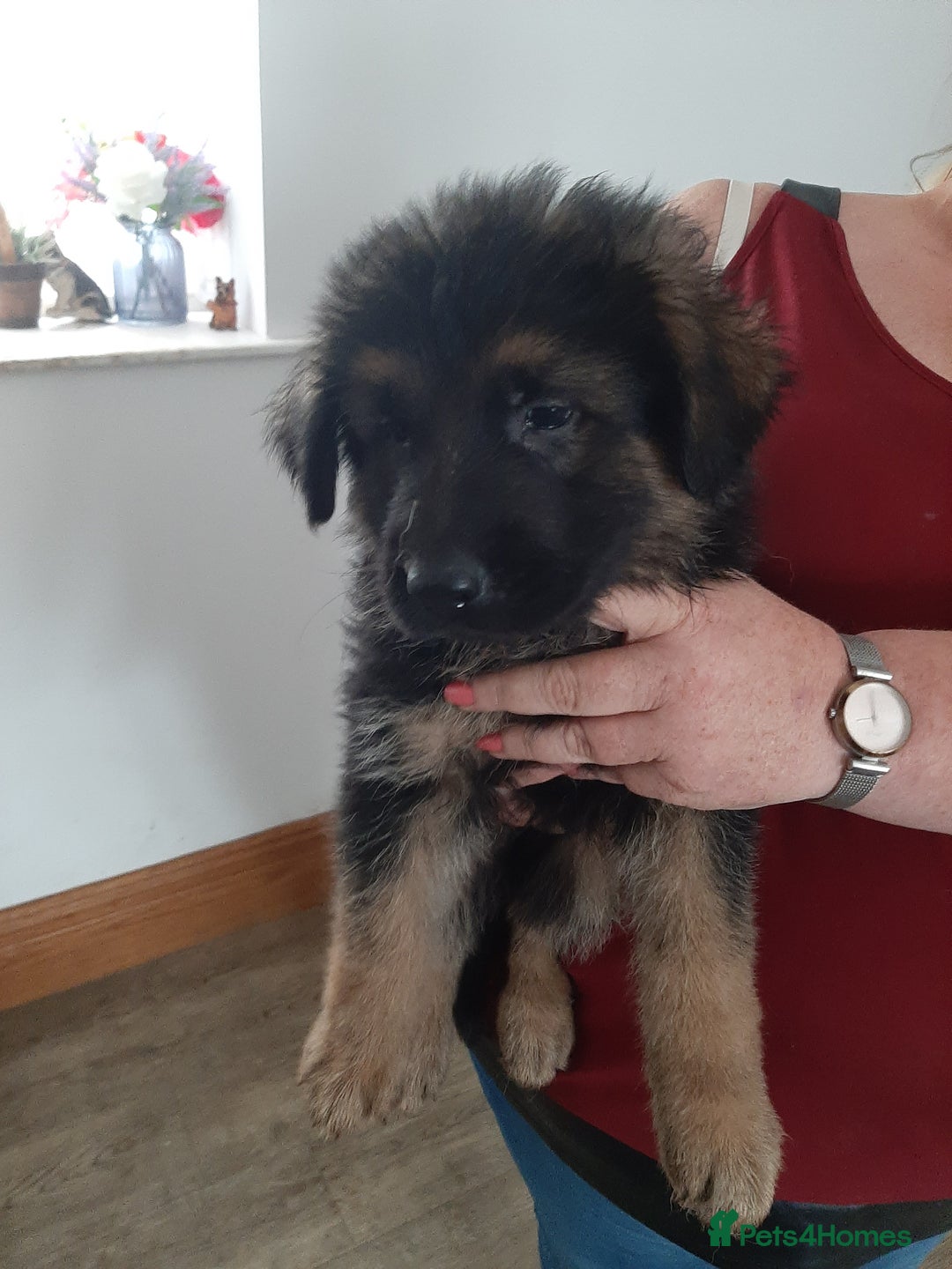 German Shepherd dogs for sale: German shepherd pups - Image 10