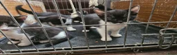 Mixed Breed cats for sale: 4 lovely kittens looking for new home 🏡  in Thetford - Advert 3