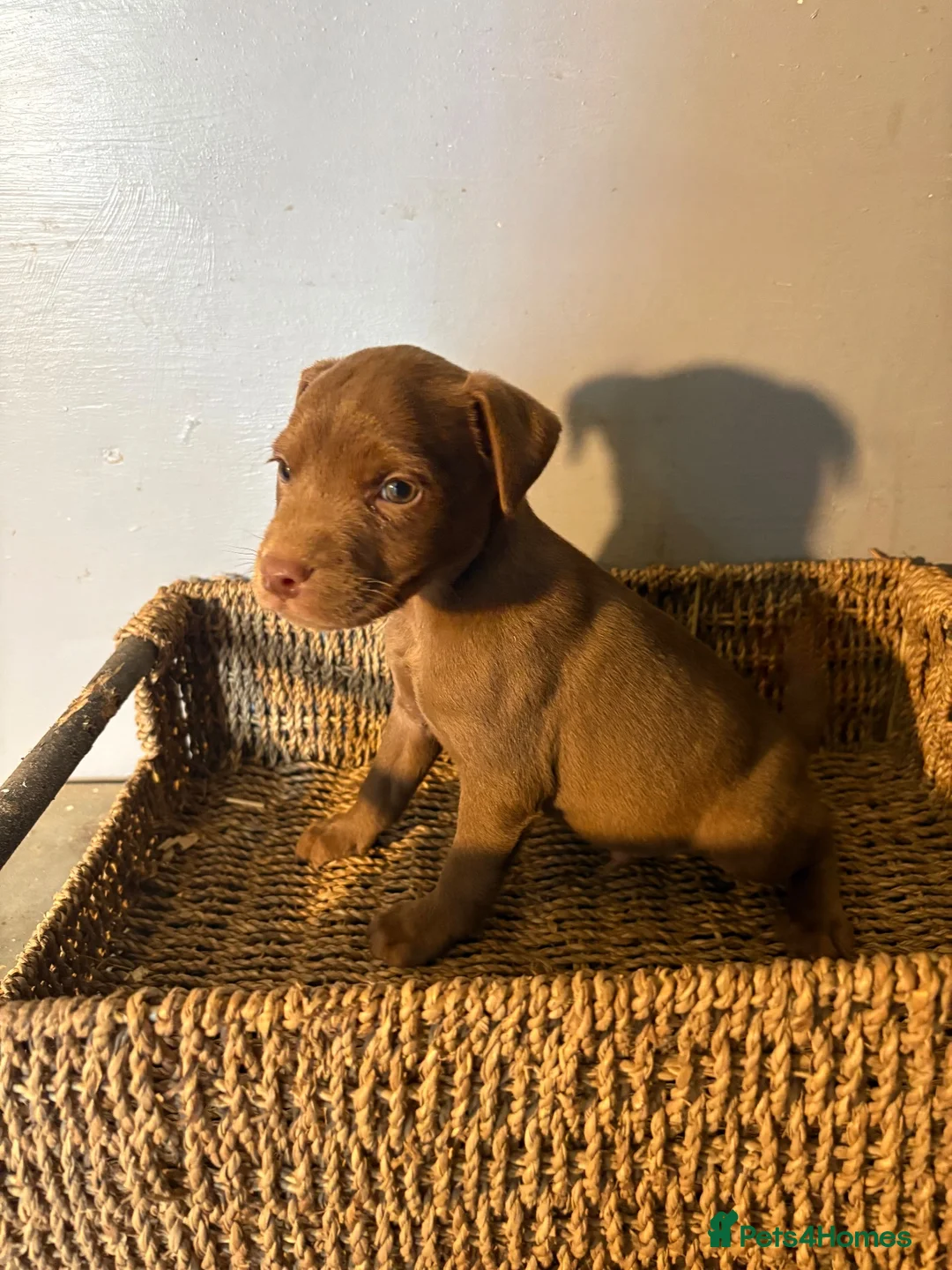 Patterdale Terrier dogs for sale: Quality Pups Ready Now - Advert 8