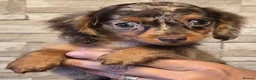 Miniature Dachshund dogs for sale: REDUCED last boy longhair  - Advert 4