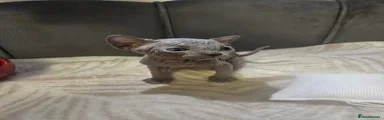 Sphynx 1