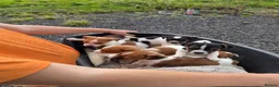Jack Russell dogs for sale: Old fashion type Miniature jack russell puppies - Advert 3