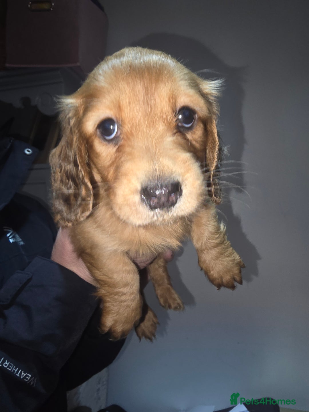Miniature Dachshund dogs for sale: Miniature Long-Haired Dachshund - Advert 5