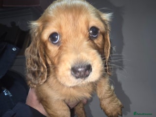 Miniature Dachshund dogs Chocolate Dapple Dachshund - Advert 11