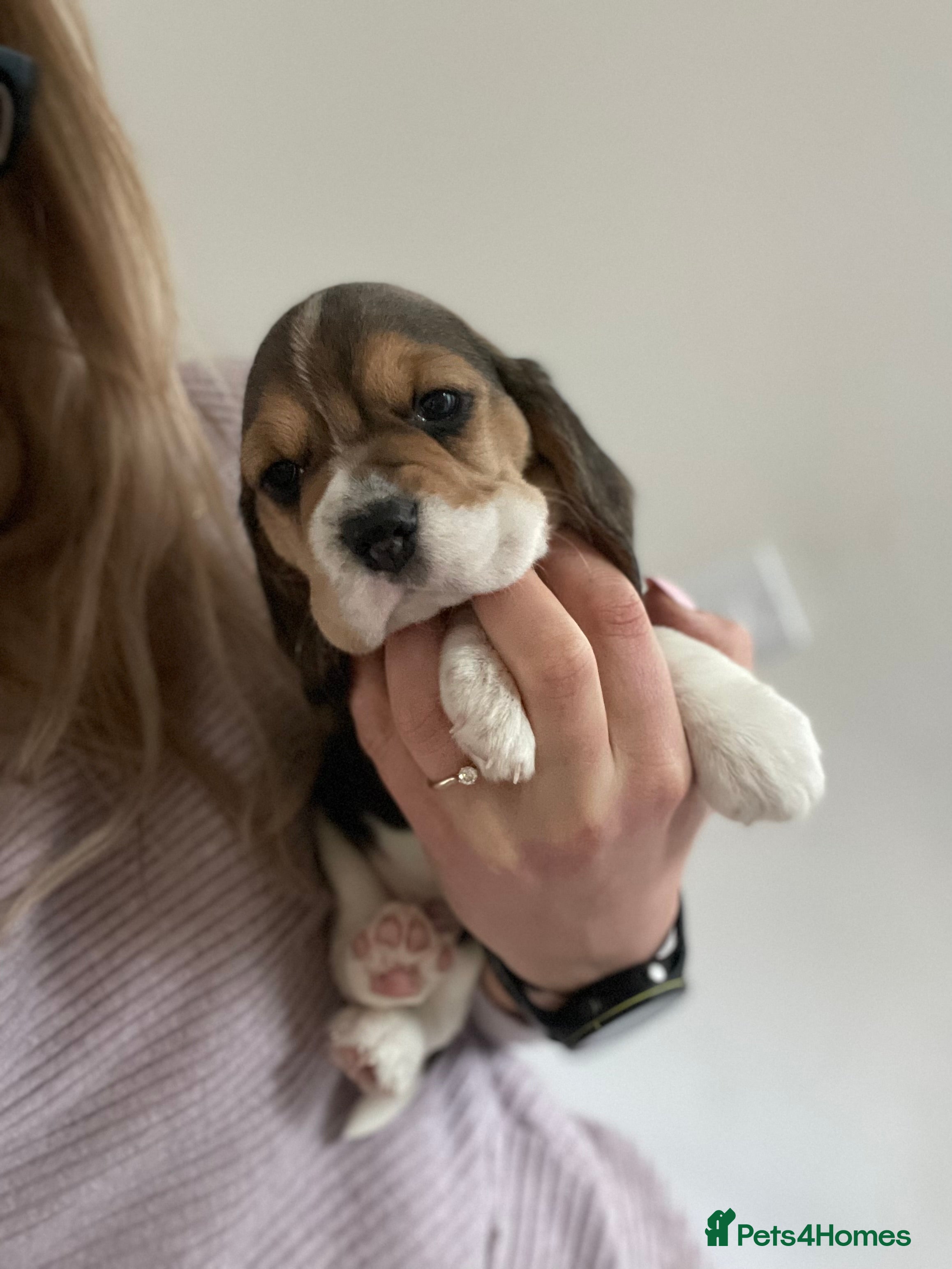 Beagle dogs Stunning KC beagles  - Advert 2