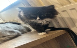 British Shorthair cats for sale: British cross domestic cat  - Image 6