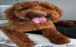 Cockapoo dogs for sale: Fox Red F1b Cockapoo Male - Image 3