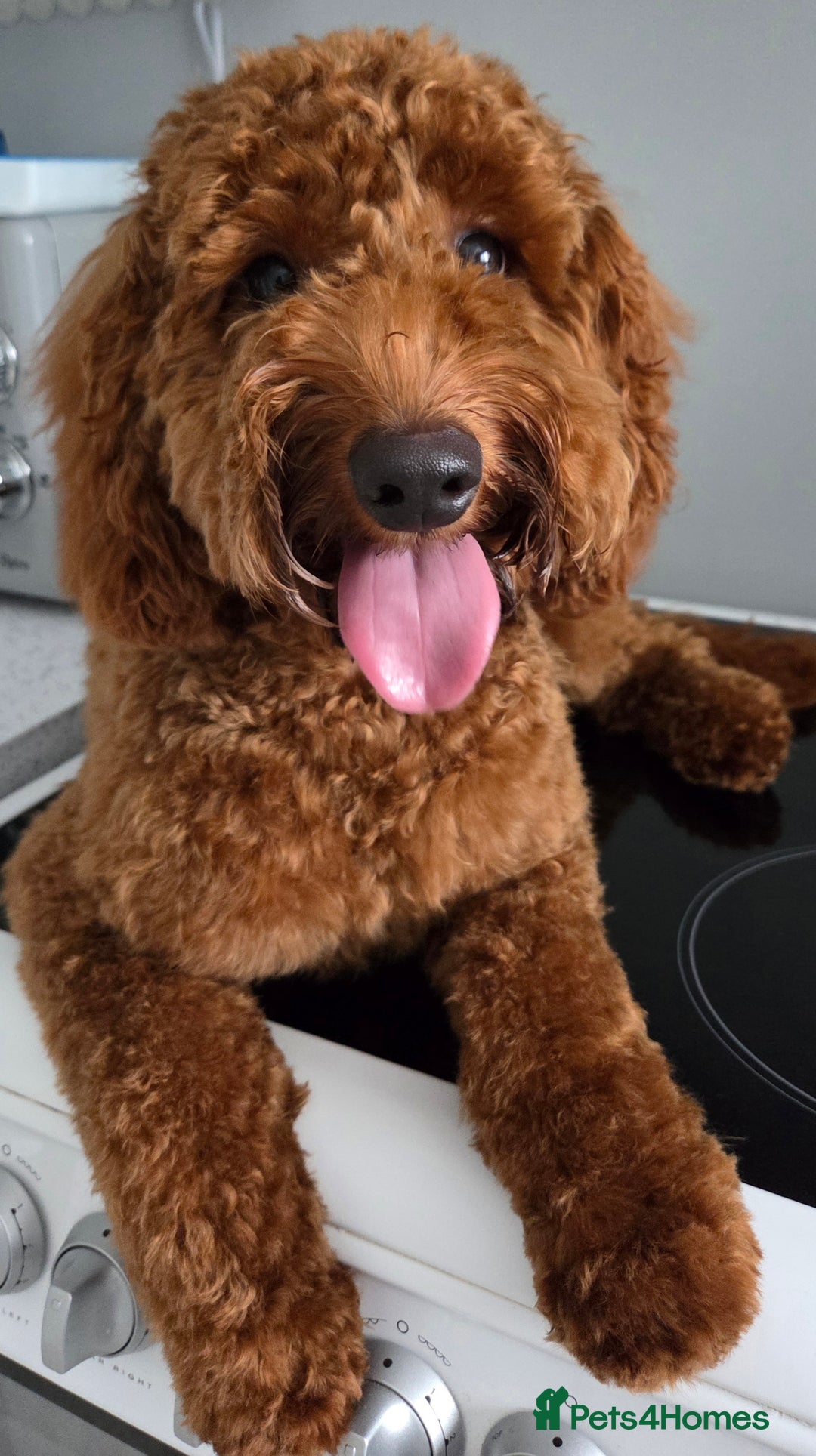 Cockapoo dogs for sale: Fox Red F1b Cockapoo Male - Image 3