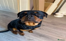 Rottweiler dogs for sale: Rottweiler 10 months old - Image 5