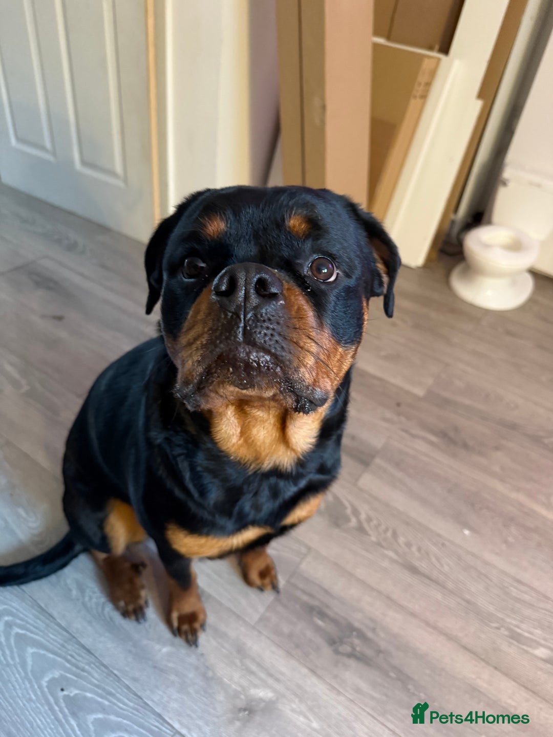Rottweiler dogs for sale: Rottweiler 10 months old - Image 5