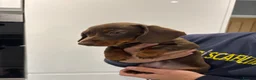 Miniature Dachshund dogs for sale: Miniature dashhound - Advert 2