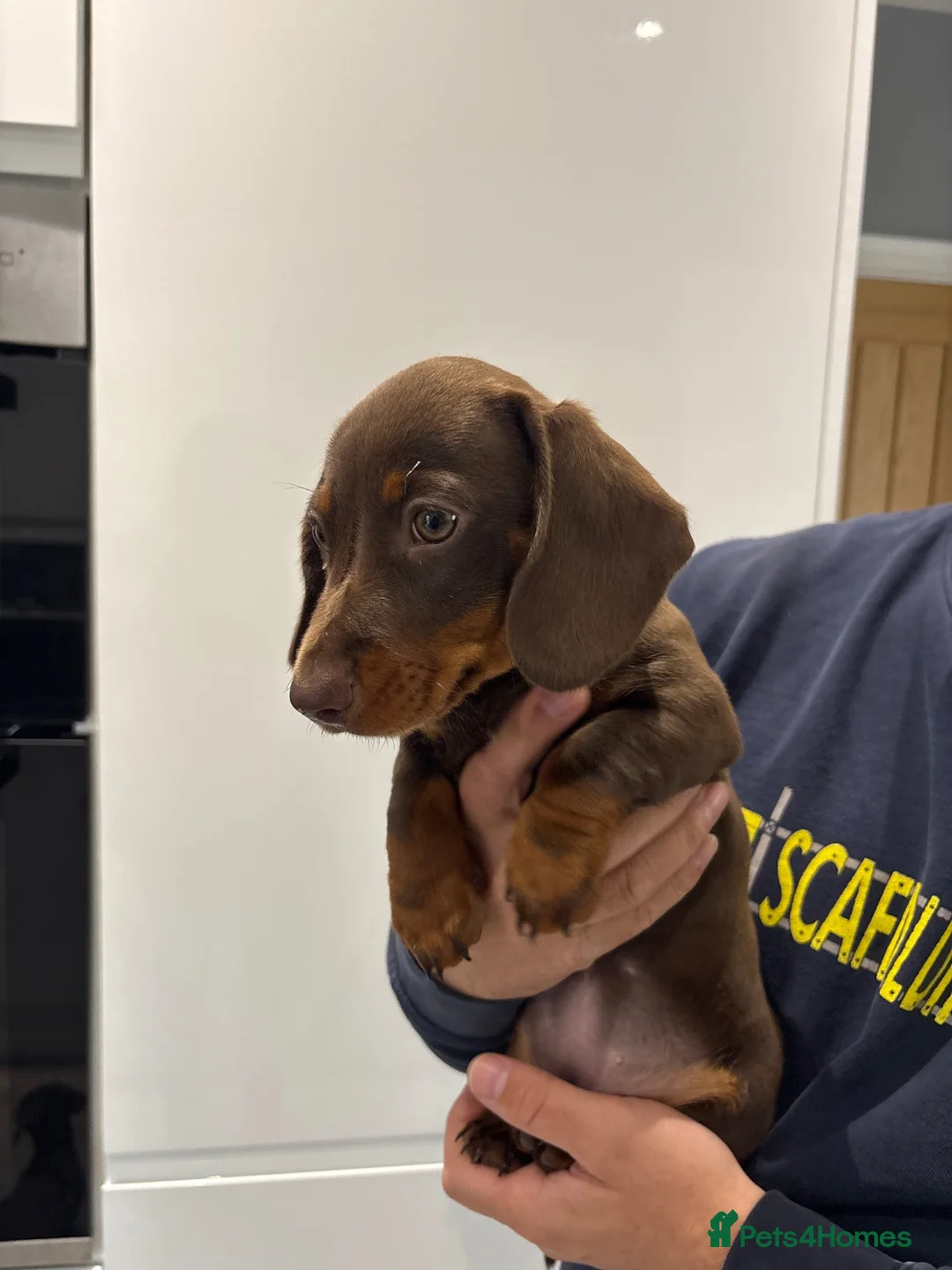 Miniature Dachshund dogs for sale: Miniature dashhound - Advert 2