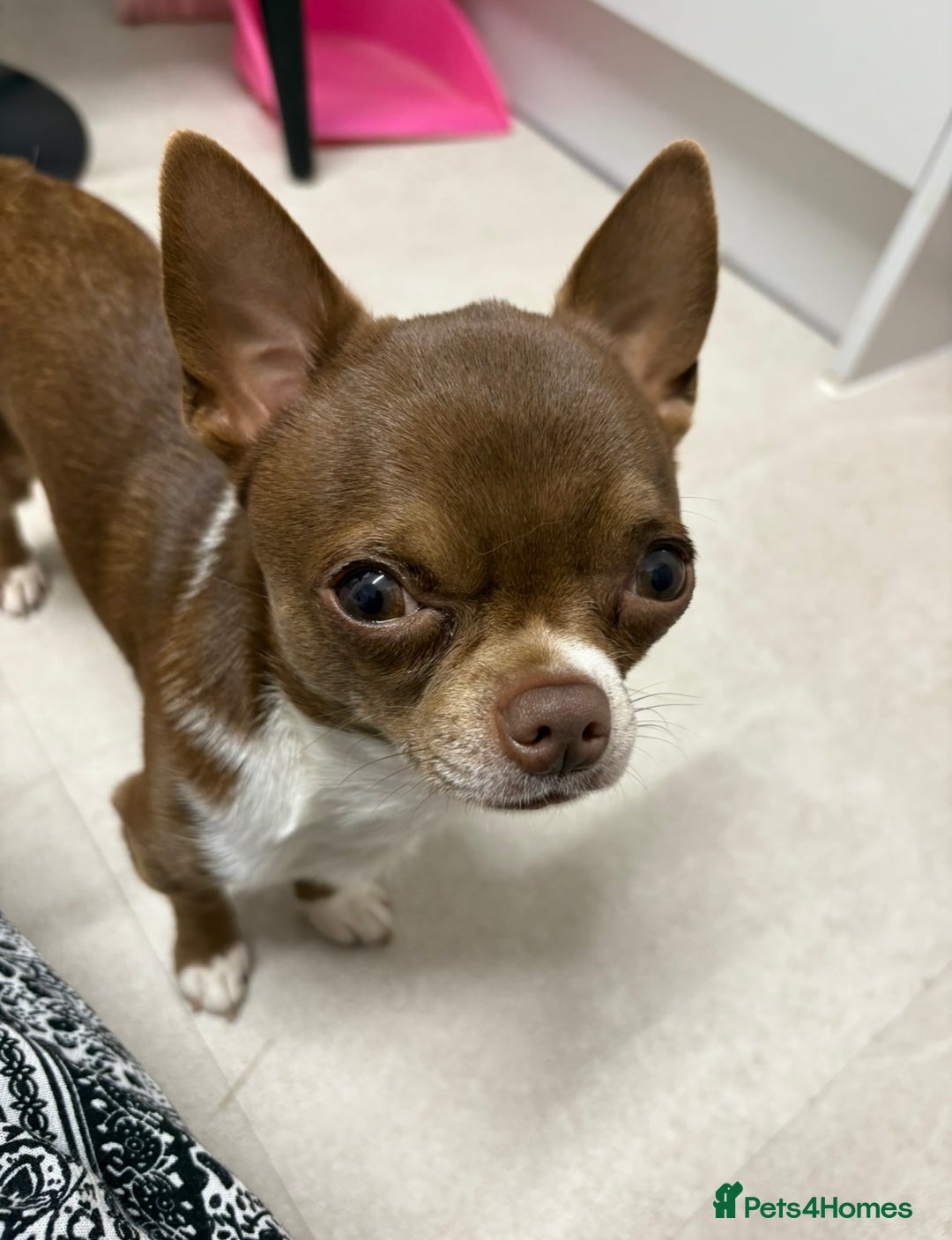 Chihuahua dogs for stud: Super tiny apple head chihuahua for stud  - Image 8