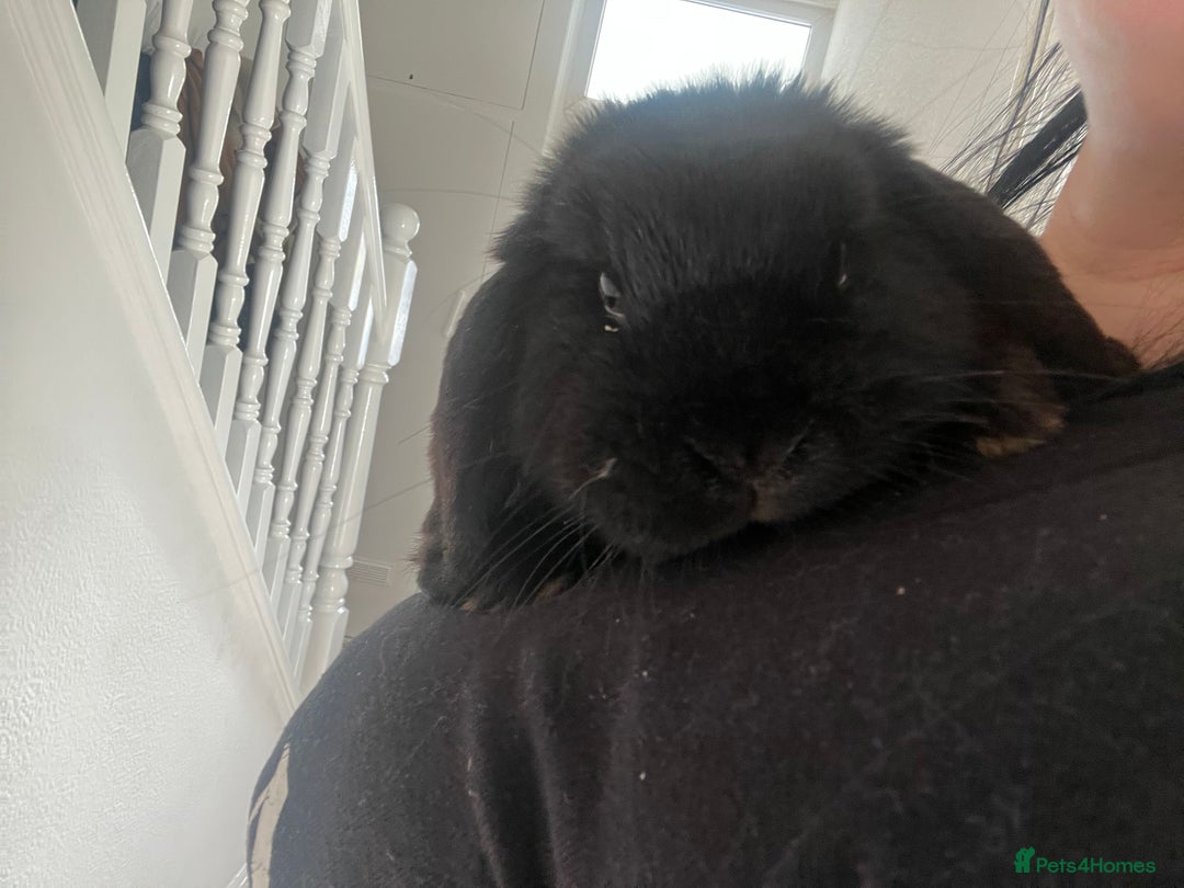 French Lop rabbits for sale: Bunny - Advert 12