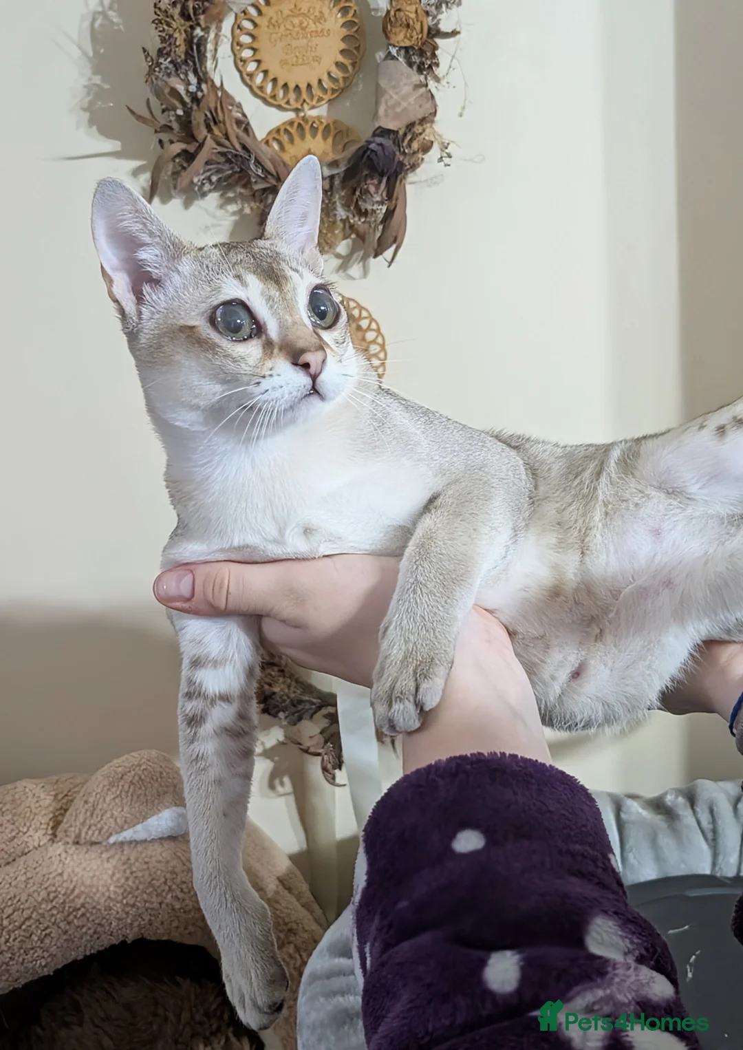 Singapura cats for sale: Singapura girl  - Advert 8