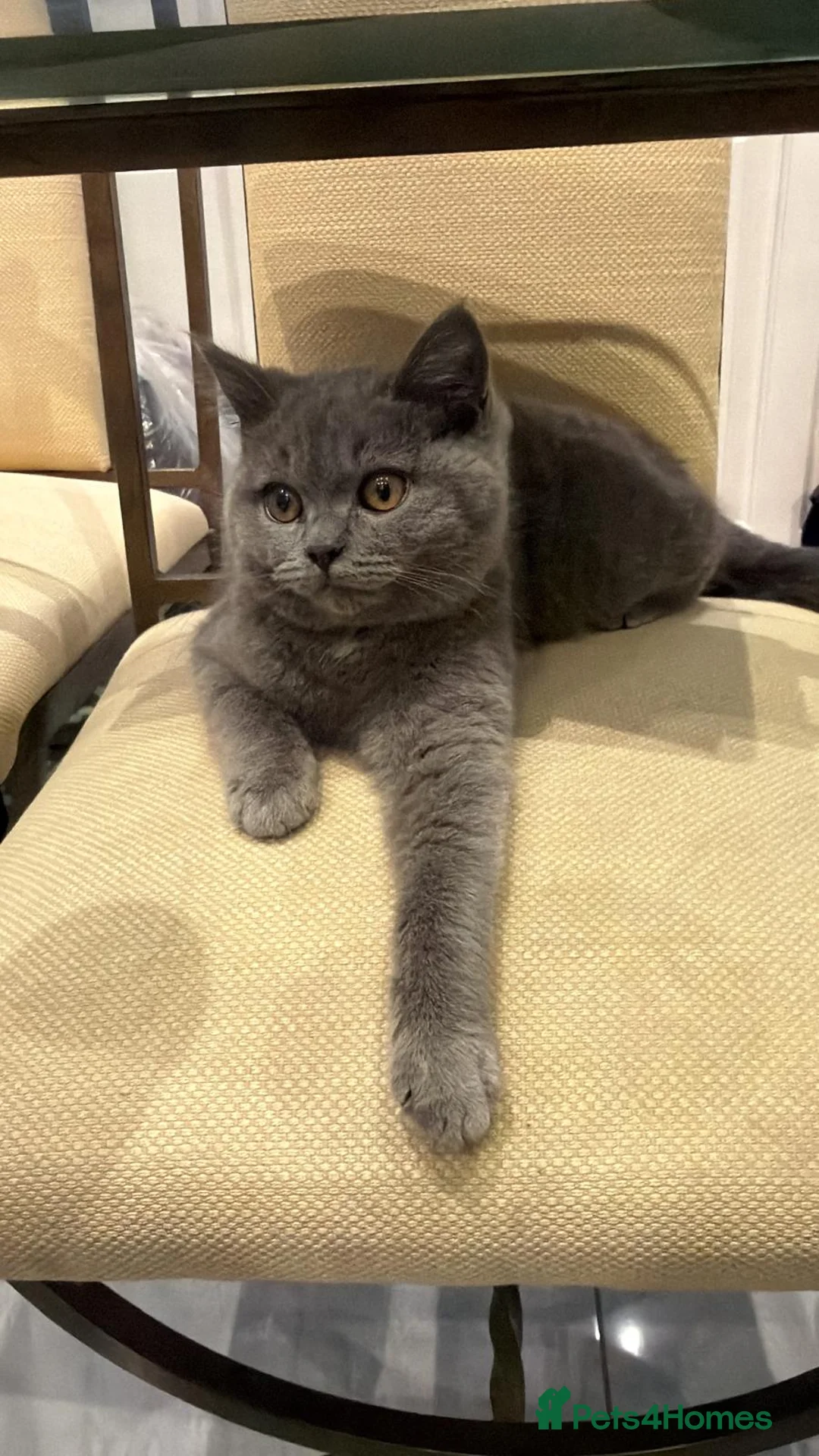 British Shorthair cats for sale: Female british shorthair kitten - Advert 1