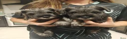 Miniature Schnauzer dogs for sale: KC reg Miniature Schnauzer puppies in Newry - Advert 3