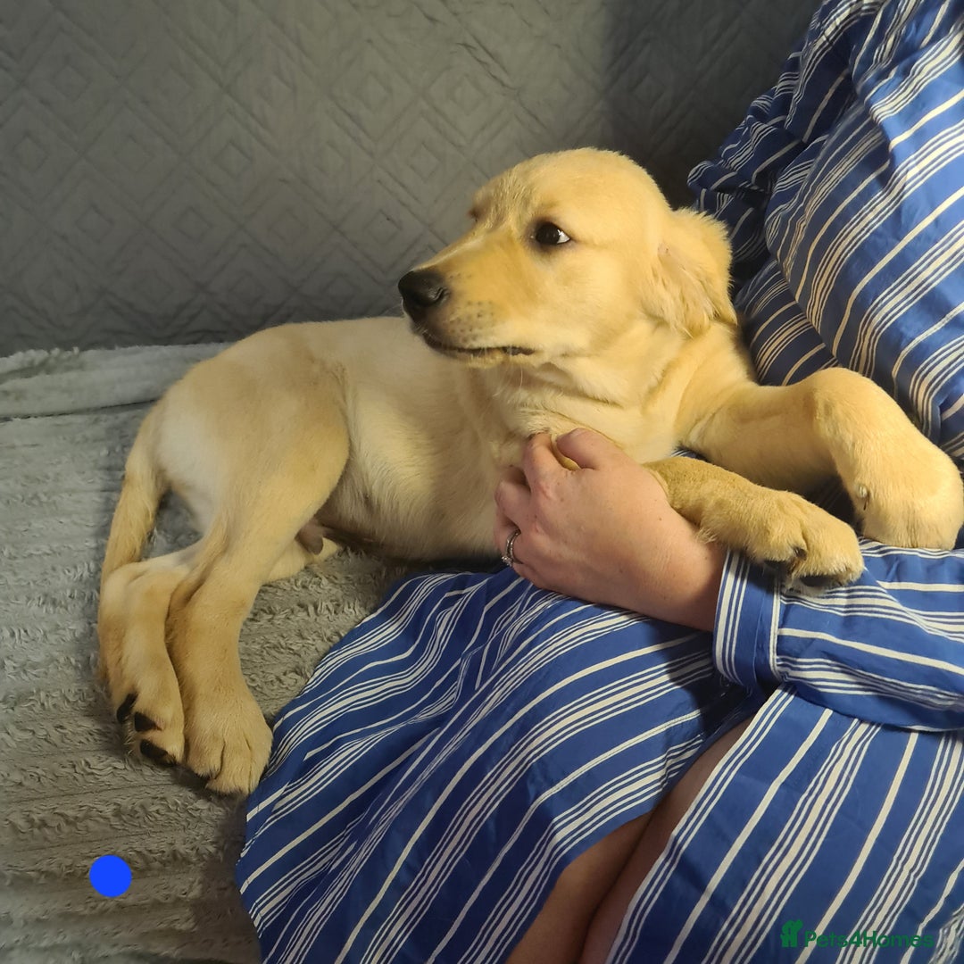 Golden Retriever dogs for sale: KC Registered Golden Retriever Puppies - Image 7