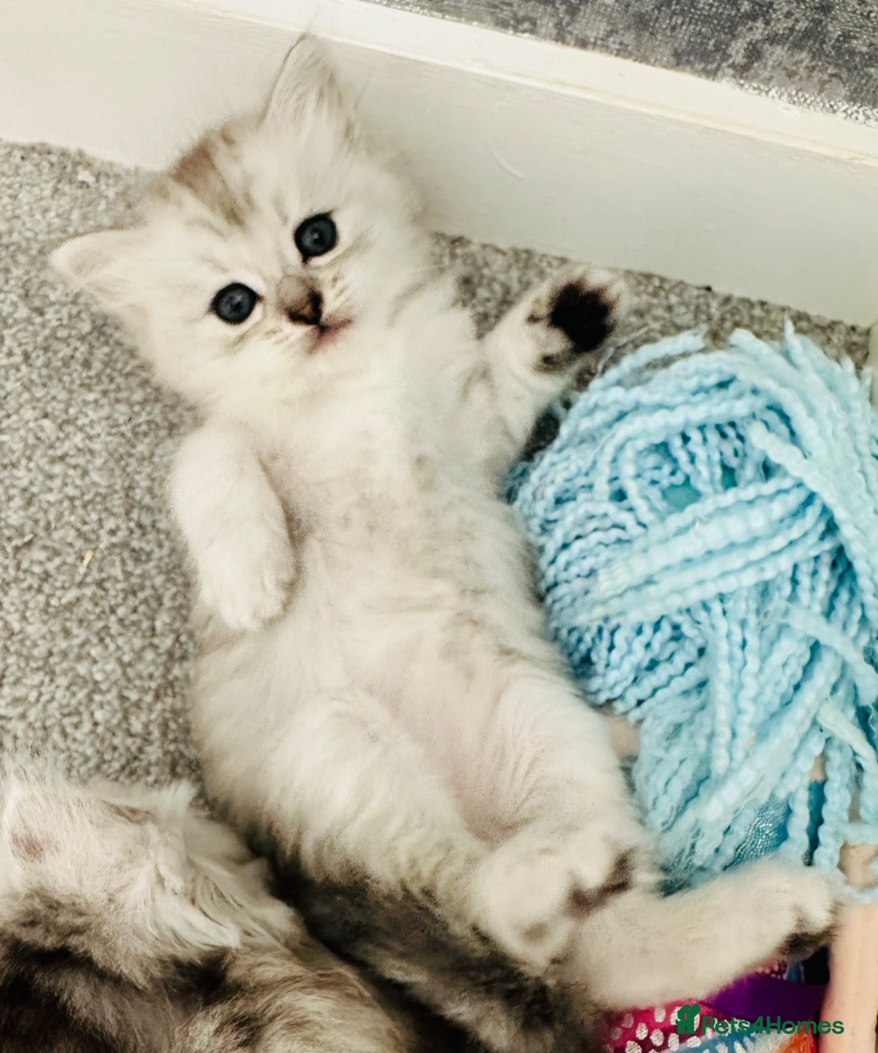 Persian cats Silver tipped Persian chinchilla  - Advert 13