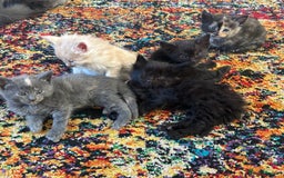 Maine Coon cats for sale: Half main coon kittens  - Image 5
