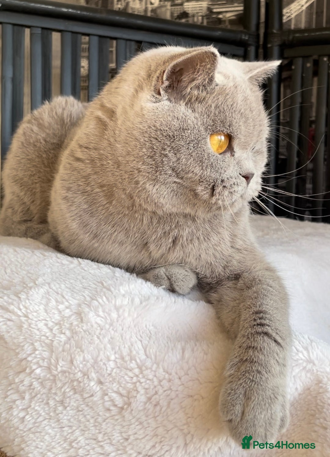 British Shorthair cats for sale: Beautiful BSH kittens  - Image 21