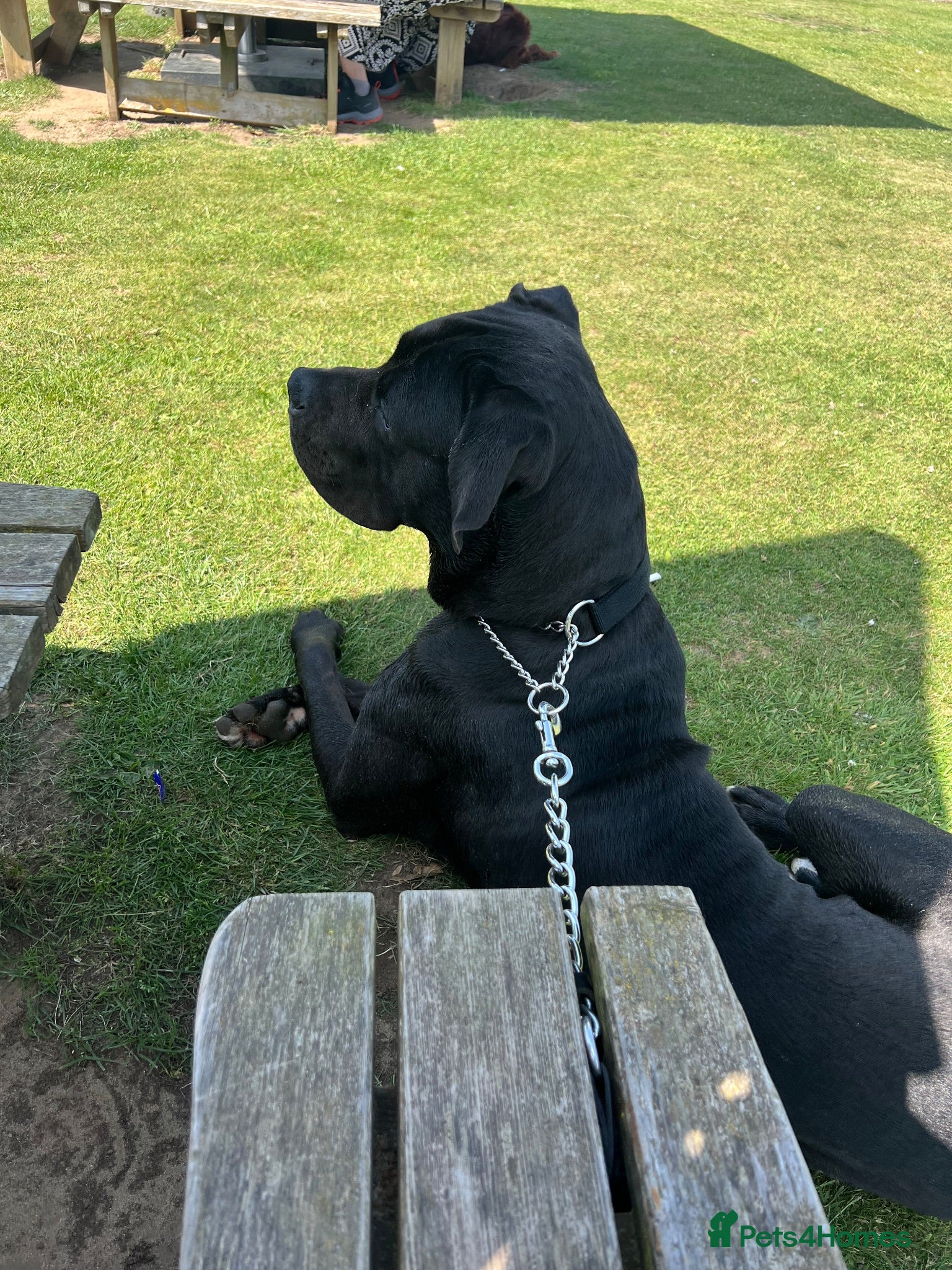 Mixed Breed dogs Cane Corso/Great Dane - Advert 3